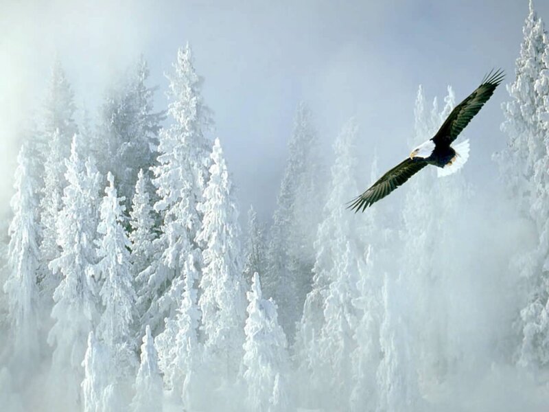Bald Eagle in Flight — White, Serene, Winter, Photograph
