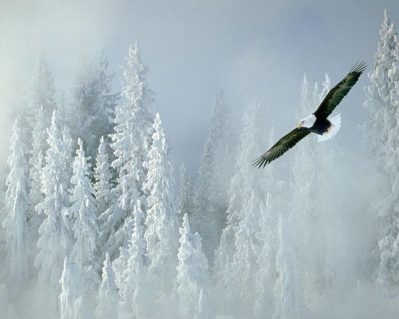 Bald Eagle in Flight — White, Serene, Winter