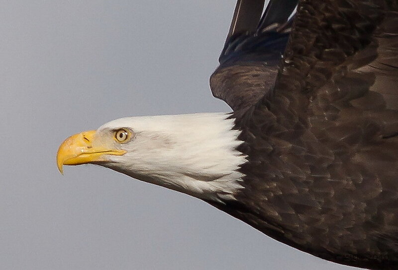 Bald Eagle in Flight — White
