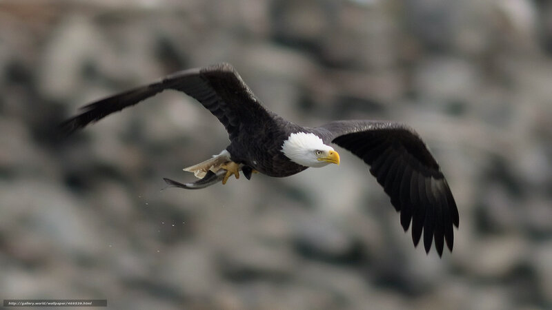 Bald eagle in flight with fish