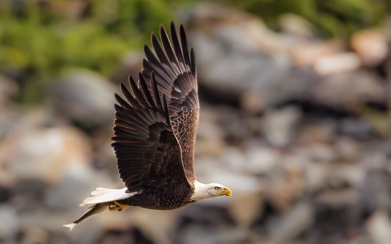 Bald eagle in flight with fish