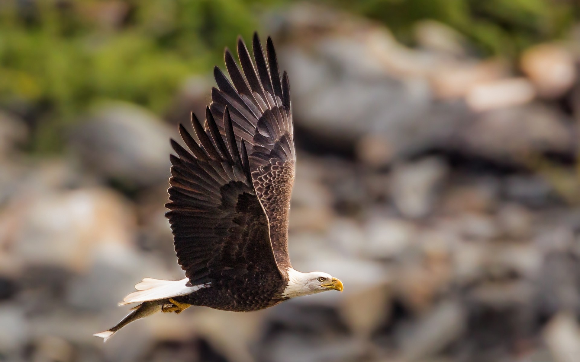 Bald eagle in flight with fish