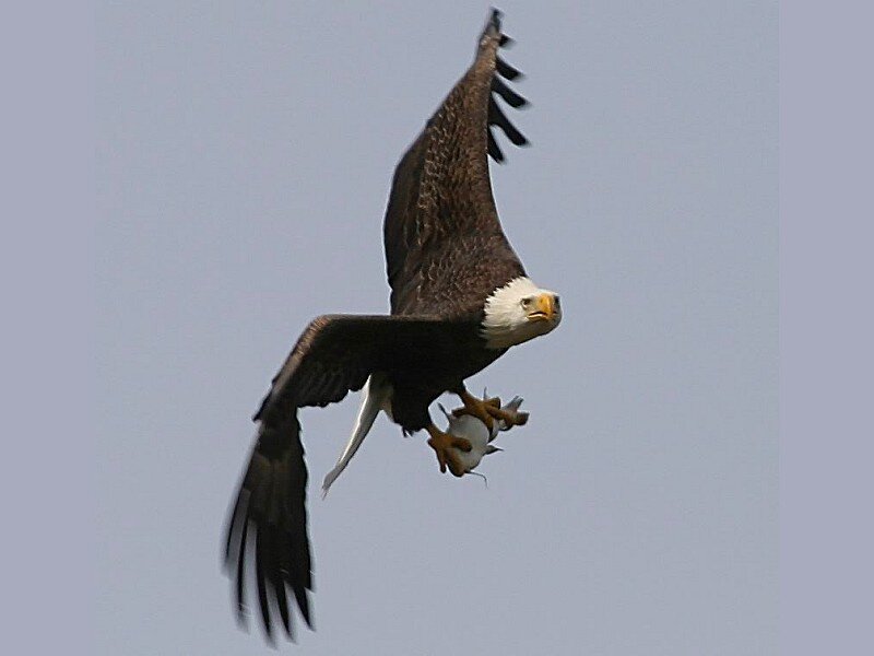 Bald eagle in flight with prey