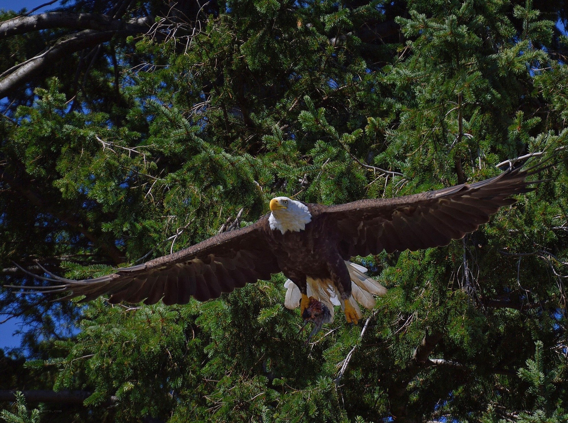 Bald eagle in flight with prey
