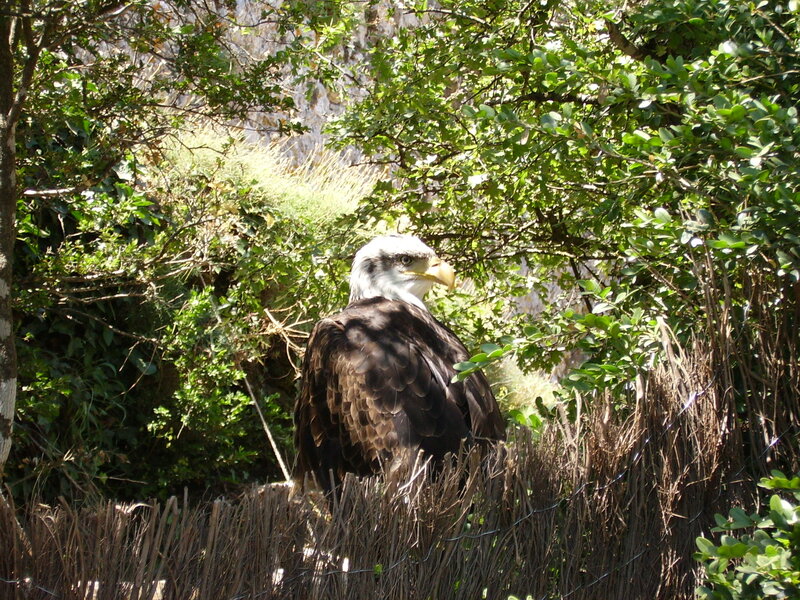Bald Eagle in Foliage — Green