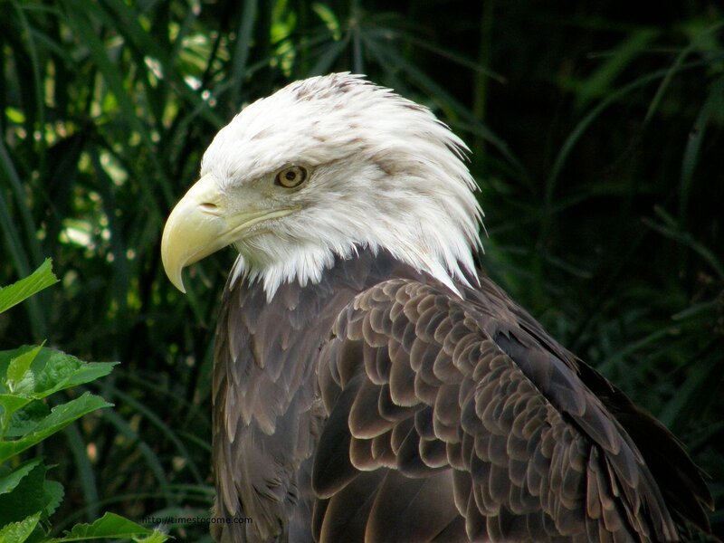 Bald eagle in foliage