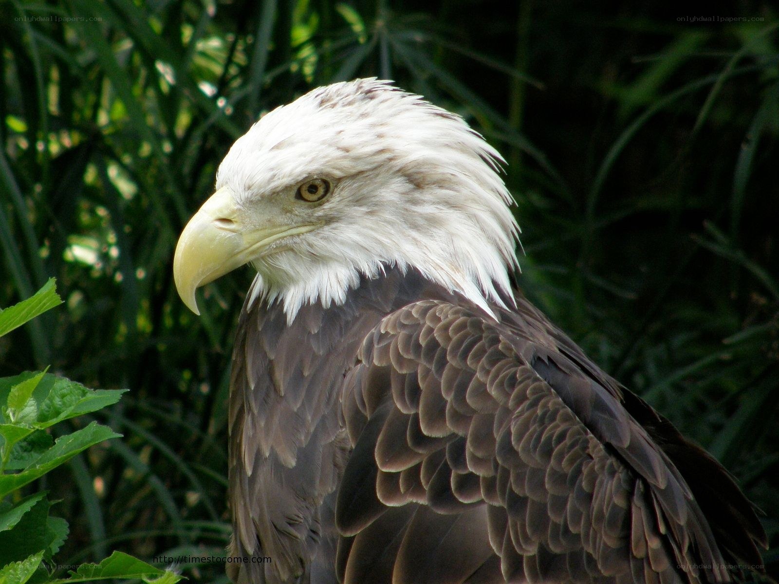 Bald eagle in foliage
