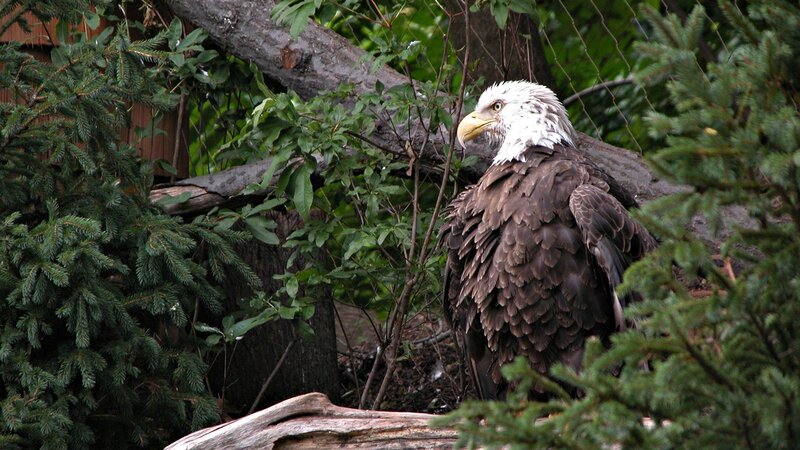 Bald eagle in forest