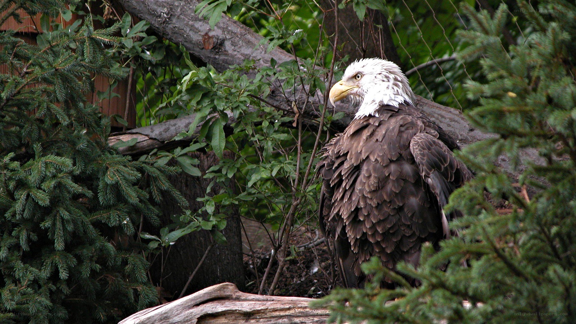 Bald eagle in forest