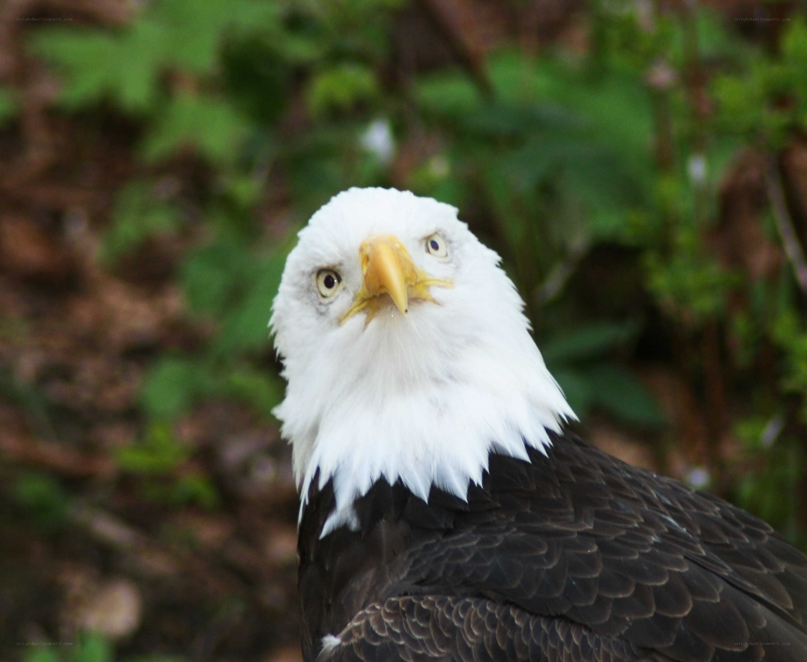Bald eagle in forest