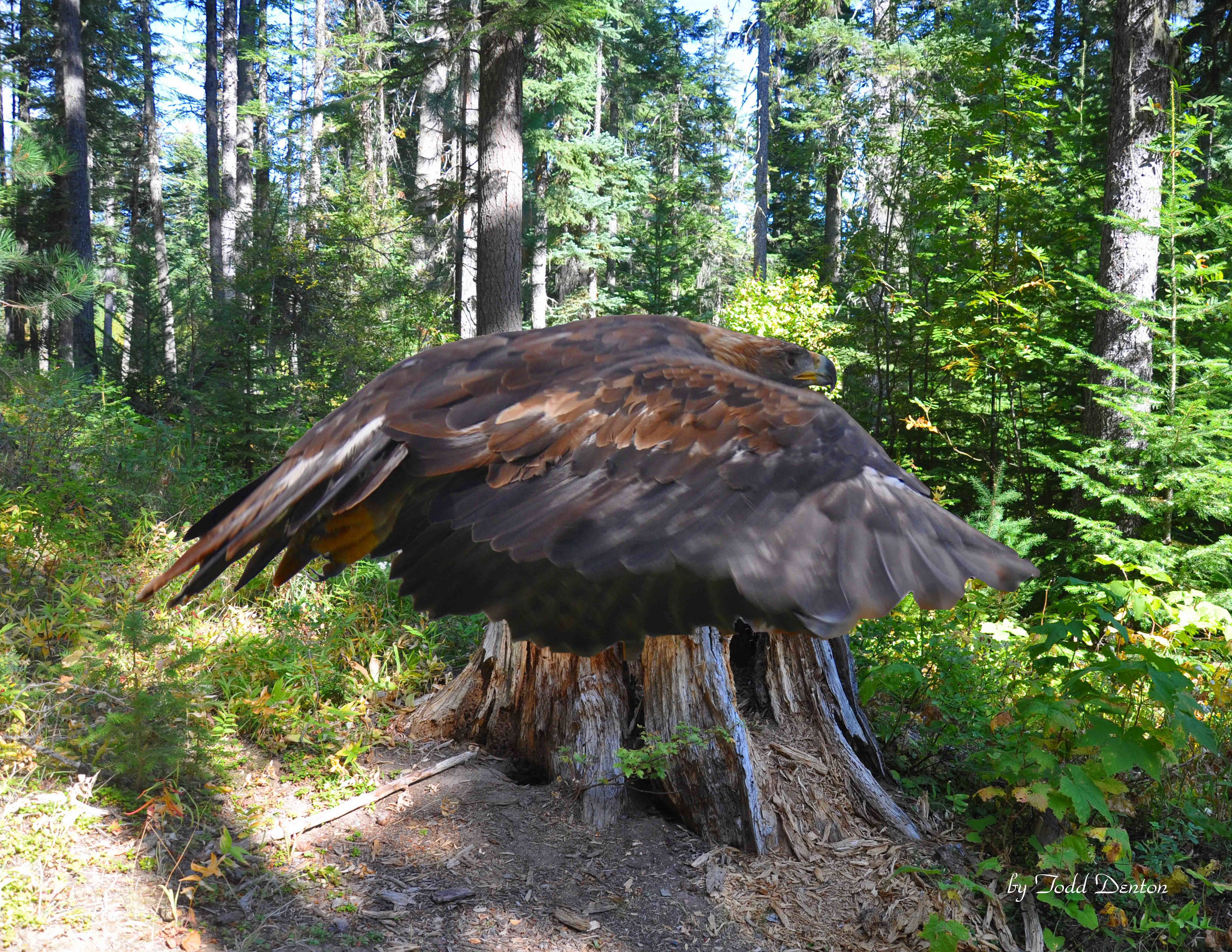 Bald eagle in forest