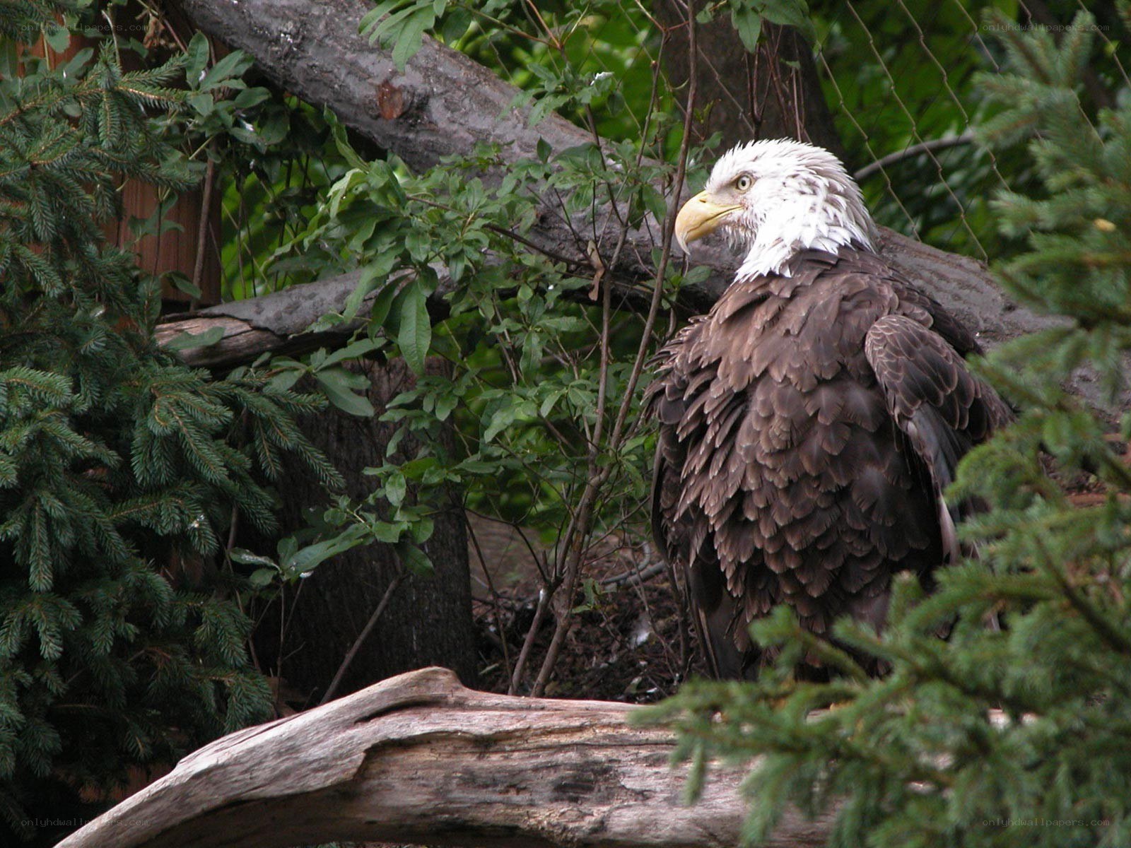 Bald eagle in forest