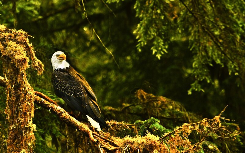 Bald eagle in forest