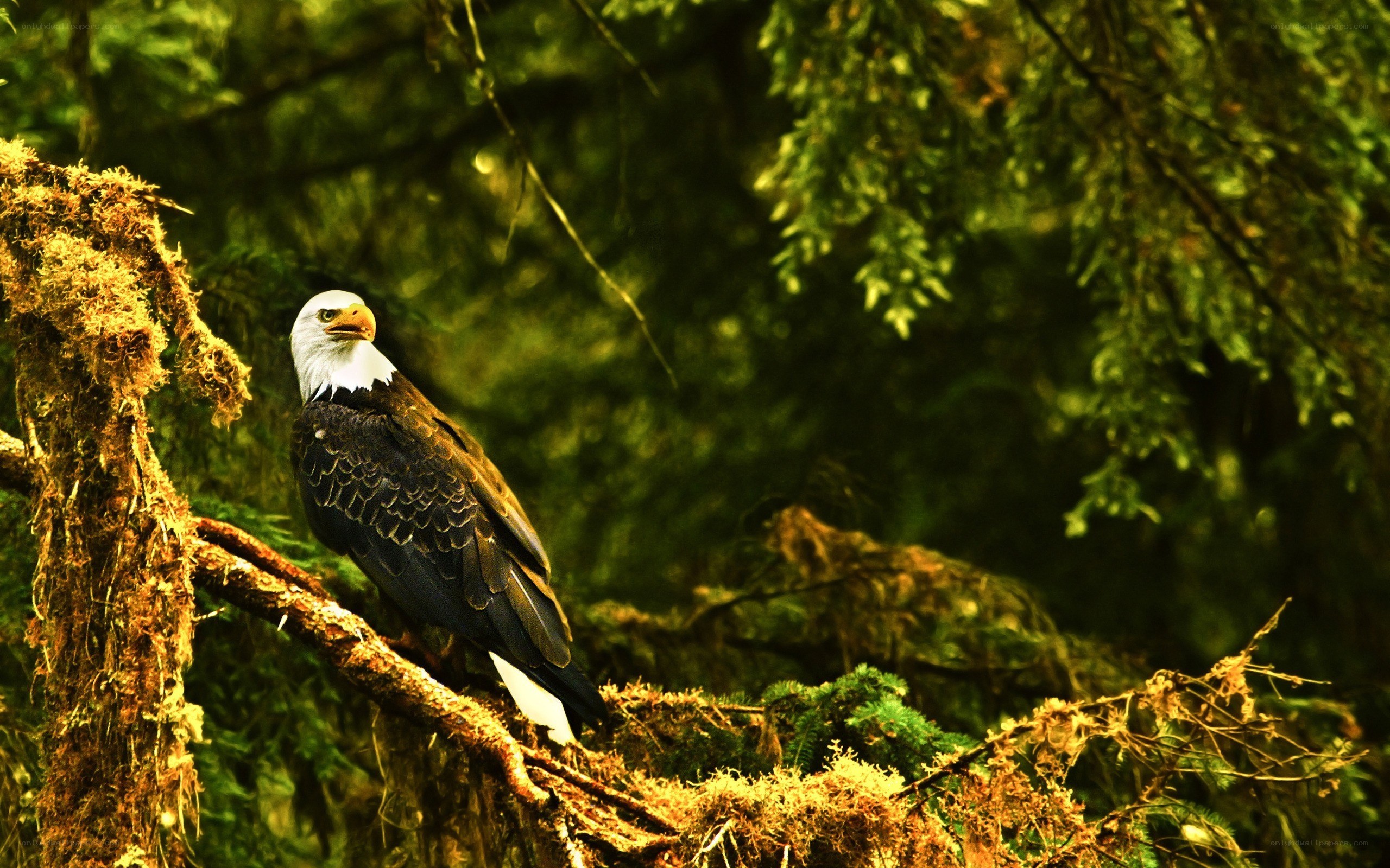 Bald eagle in forest