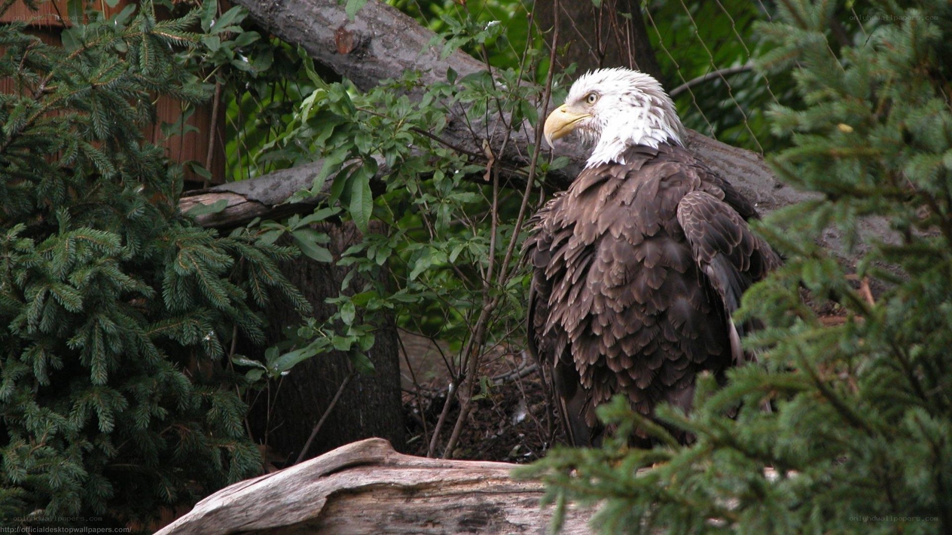 Bald eagle in forest