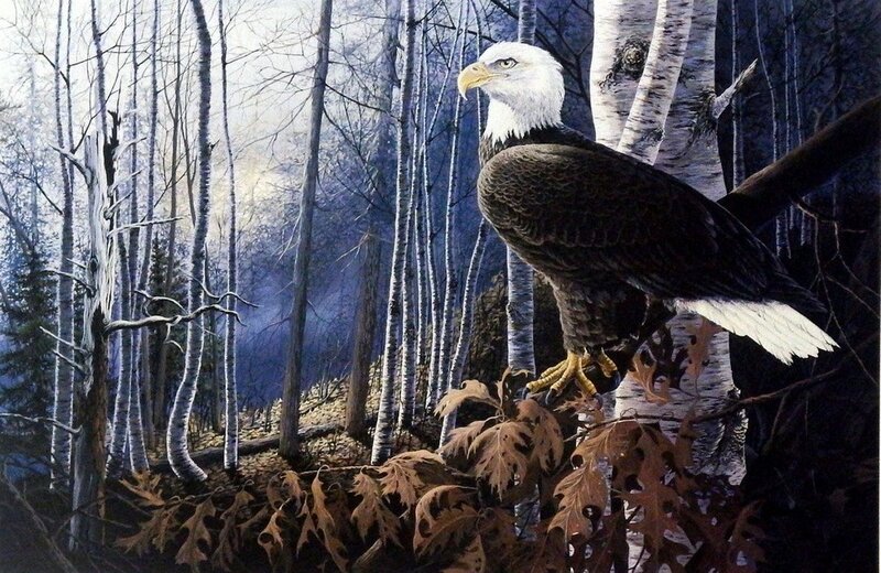 Bald Eagle in Forest — Brown, Serene