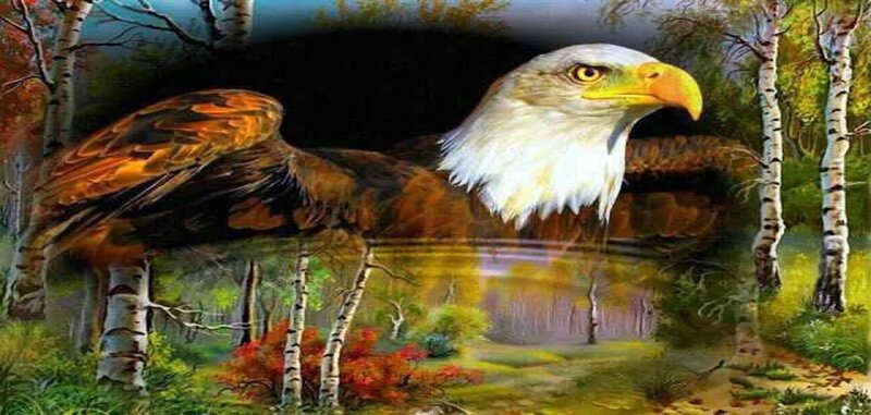 Bald Eagle in Forest — White