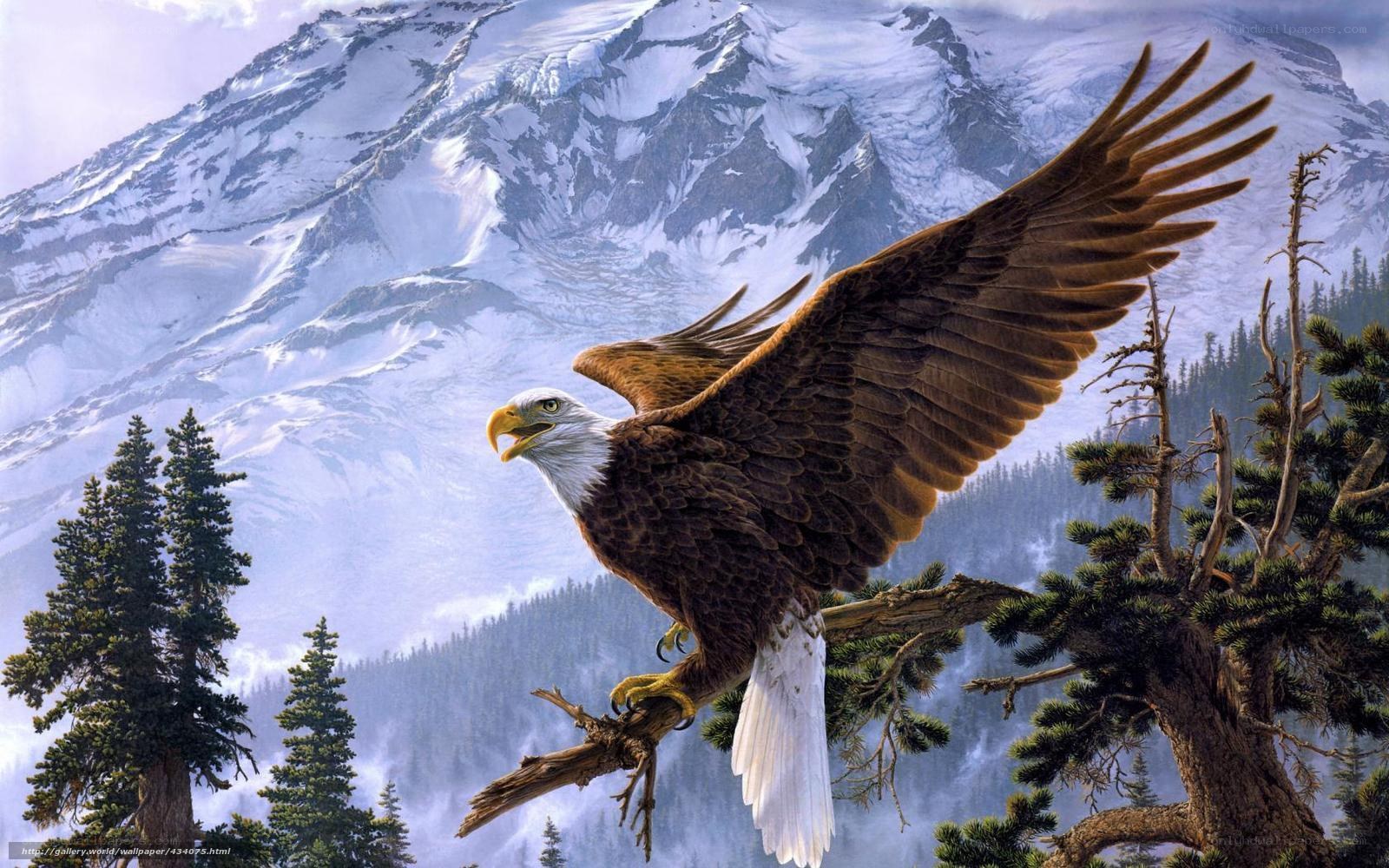 Bald eagle in mountain landscape