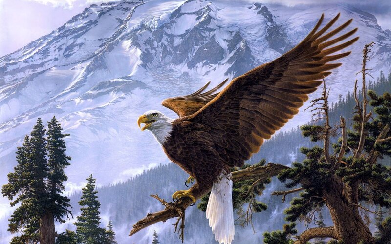 Bald eagle in mountain landscape