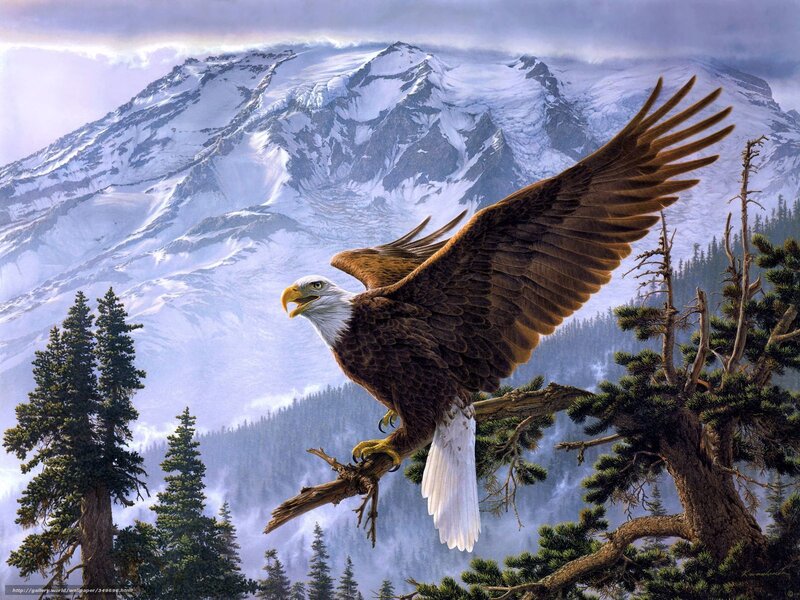 Bald eagle in mountain landscape