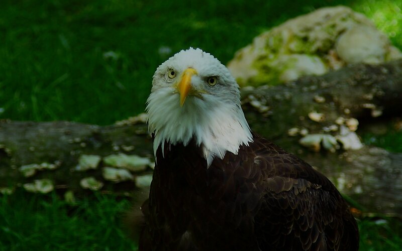Bald eagle in natural setting