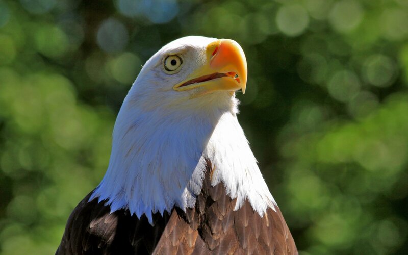 Bald eagle in natural setting