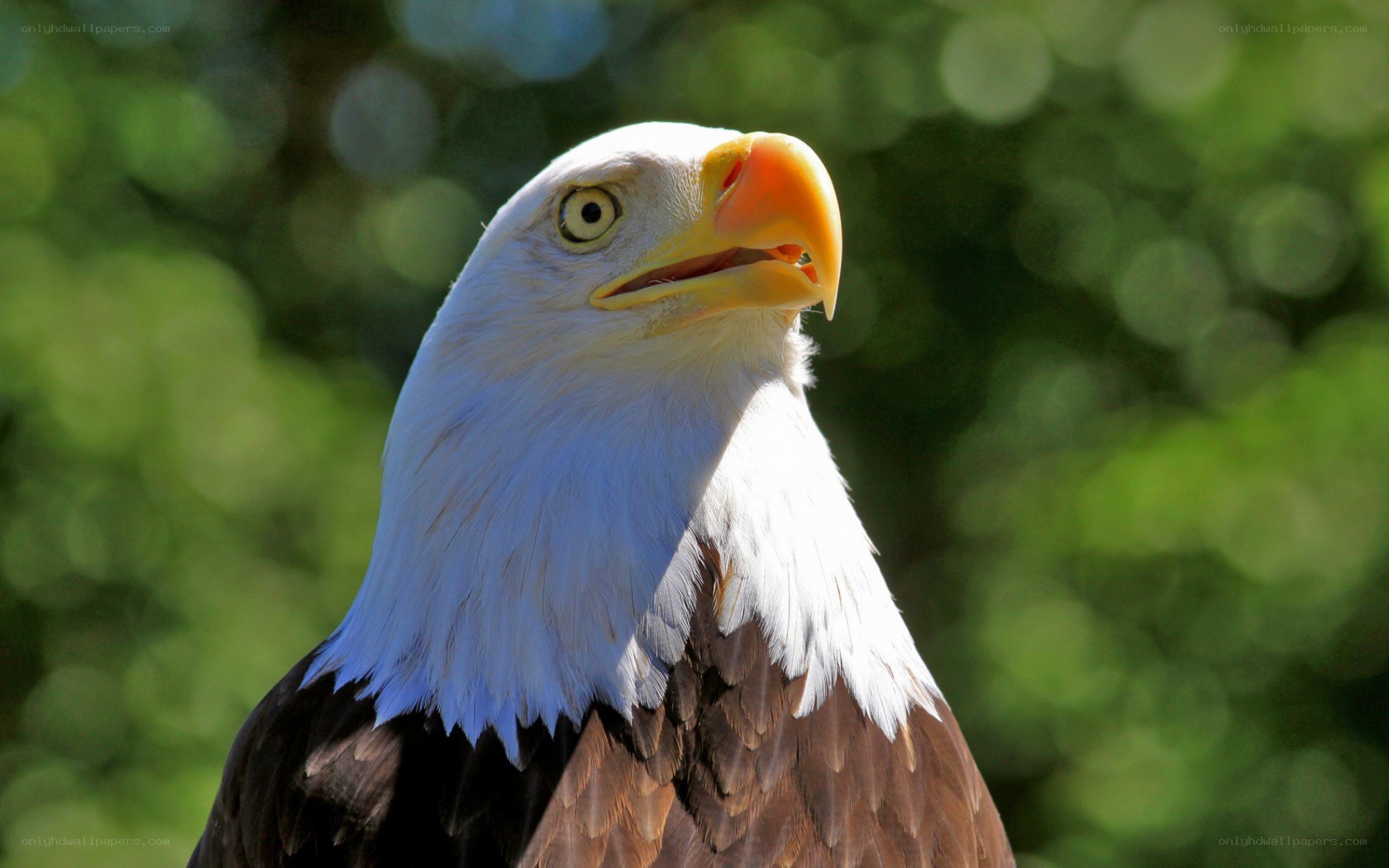 Bald eagle in natural setting