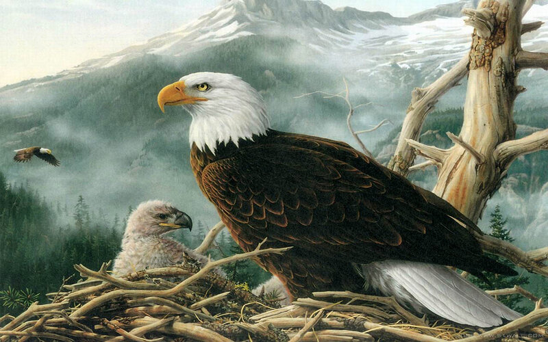 Bald Eagle in Nest — Brown