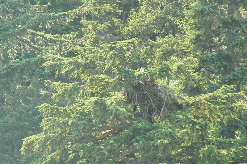 Bald Eagle in Nest — Green