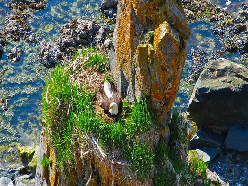 Bald Eagle in Nest