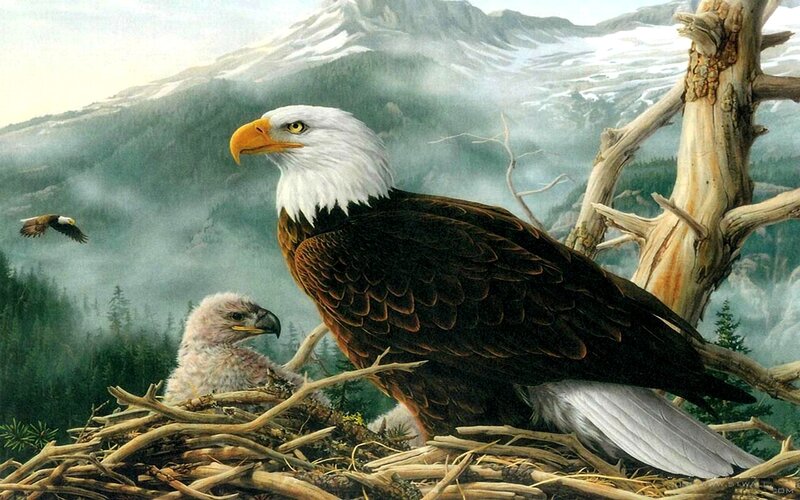 Bald eagle in nest with chick
