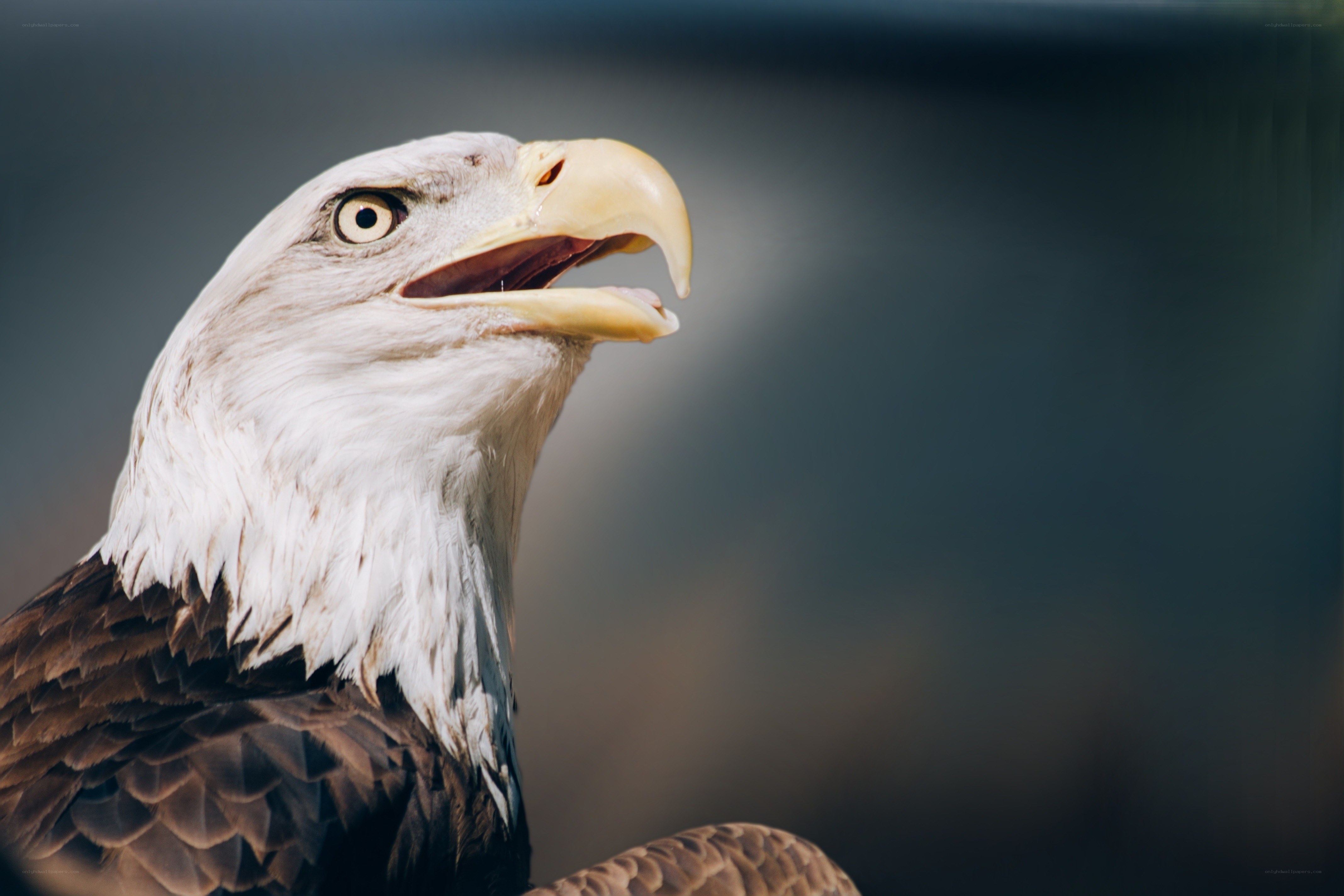 Bald eagle in profile