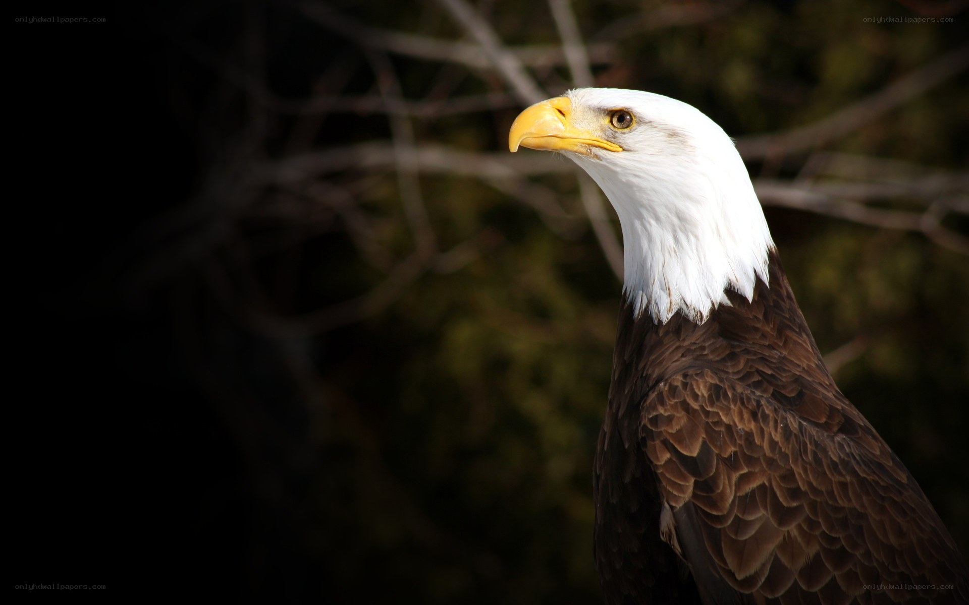 Bald eagle in profile