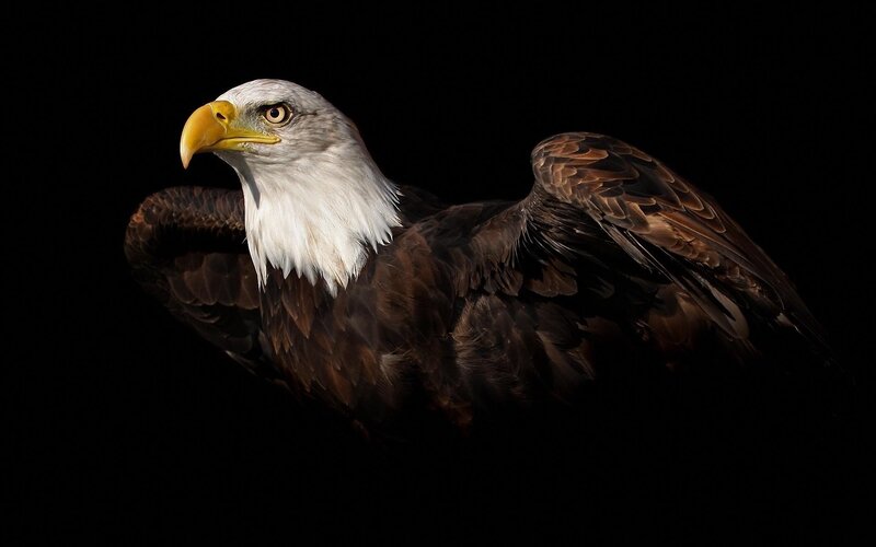Bald eagle in profile
