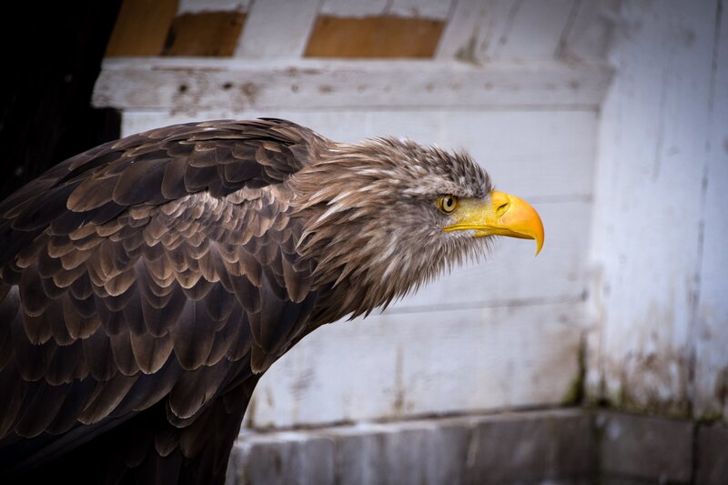 Bald Eagle in Profile — Brown