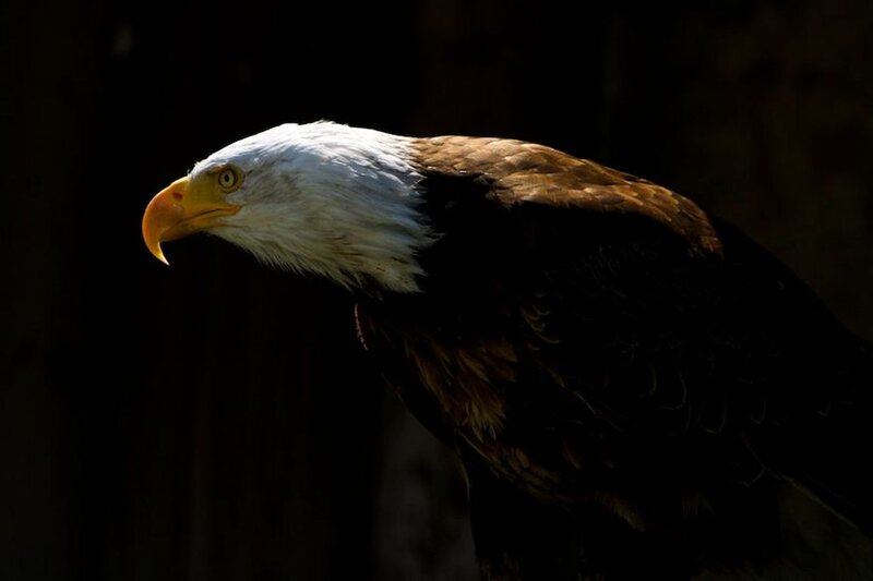 Bald Eagle in Profile — White