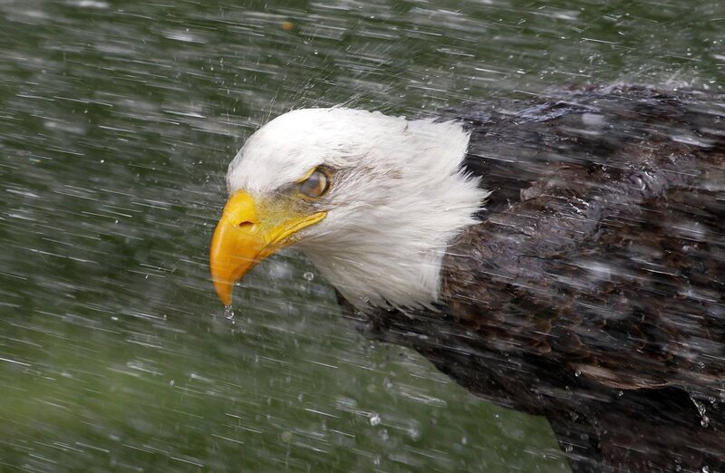 Bald eagle in rain