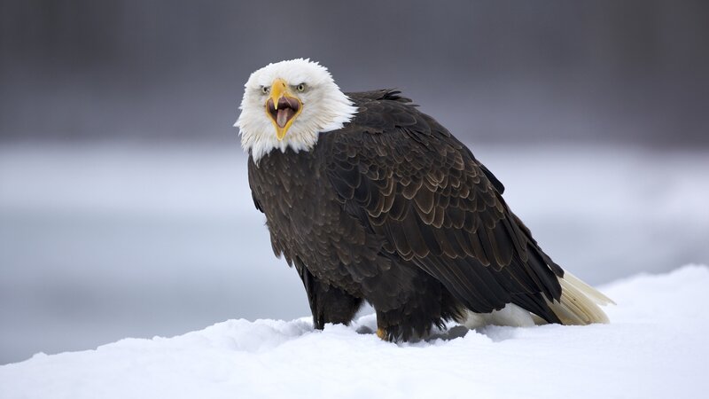 Bald eagle in snow