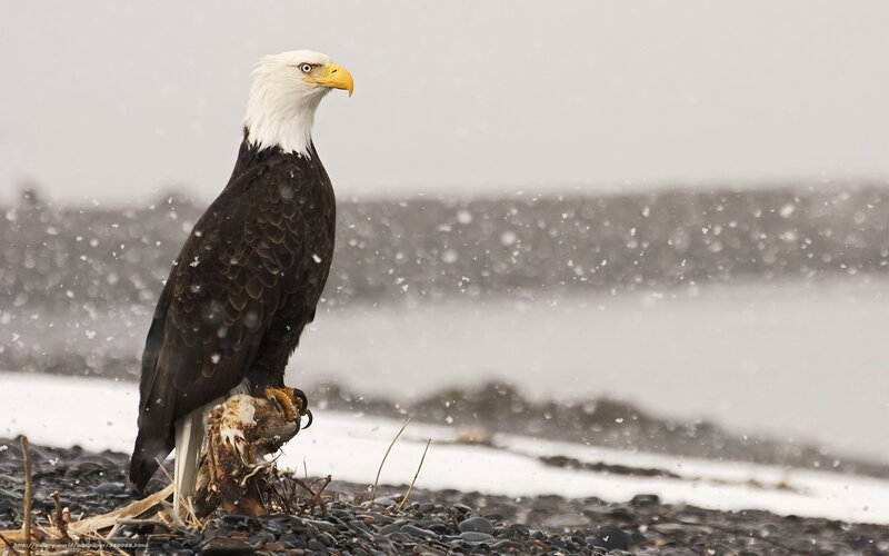 Bald Eagle in Snow — White, Cold, Winter, Photograph, River
