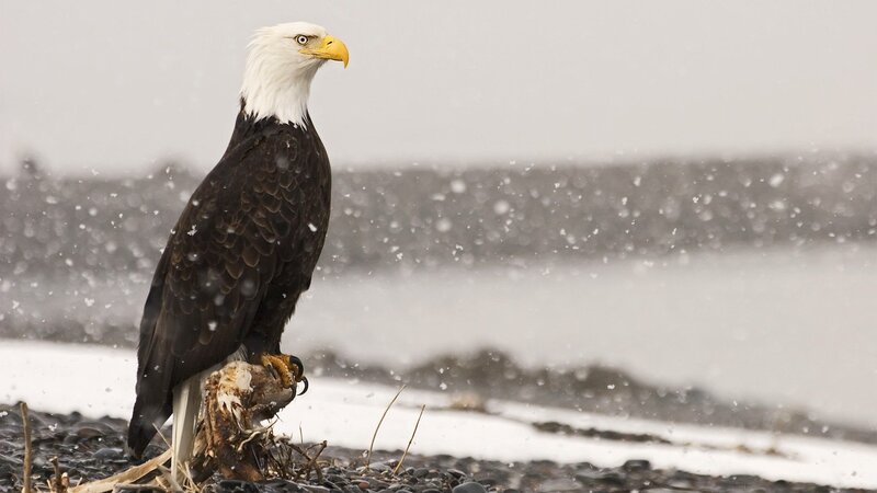 Bald Eagle in Snow — White, Cold, Winter, Photograph