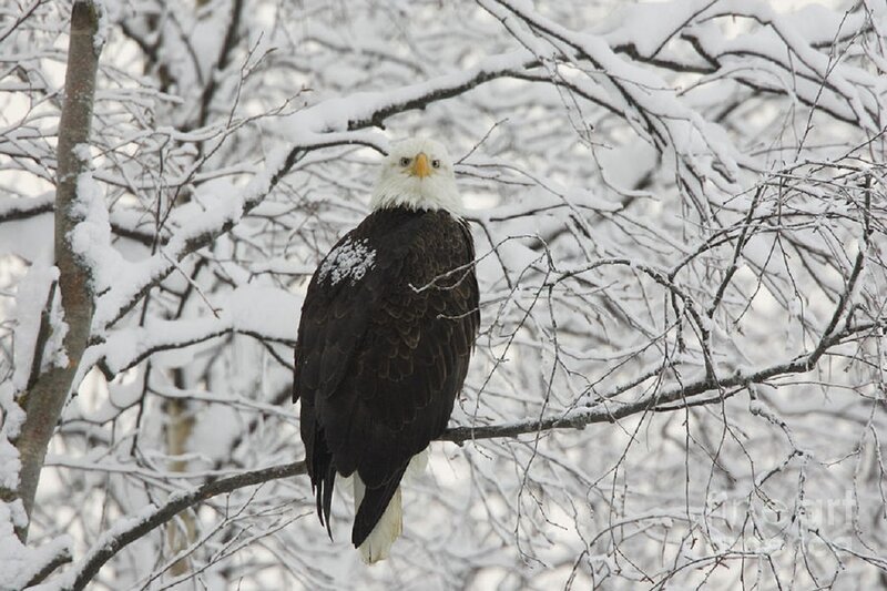 Bald Eagle in Snow — White, Cold, Winter, Photograph, Tree Branches
