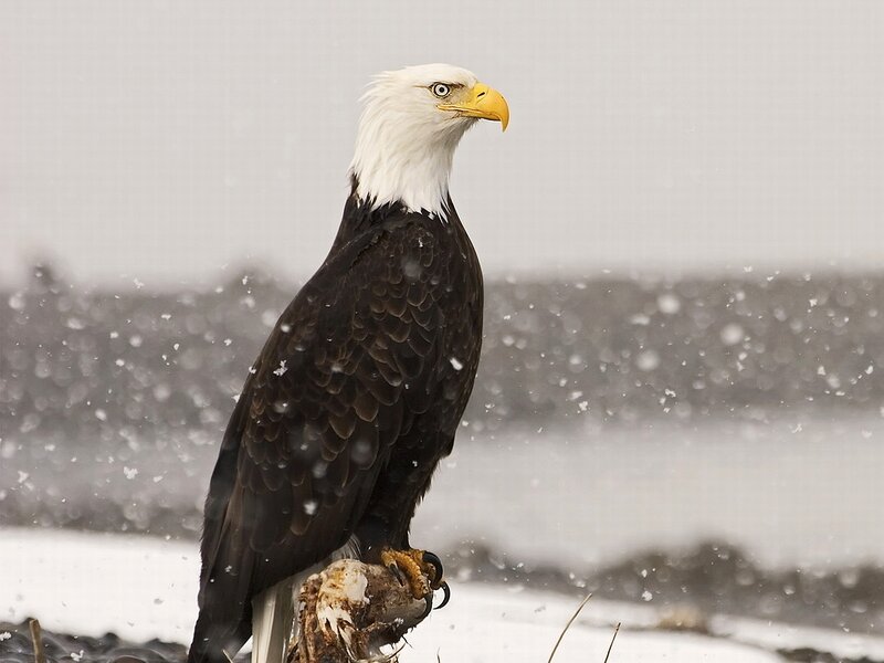 Bald Eagle in Snow — White, Cold, Winter
