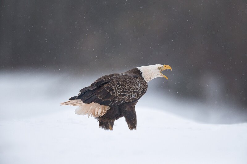 Bald Eagle in Snow — White, Dramatic