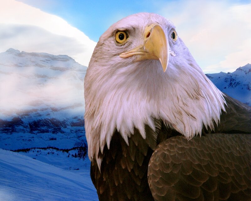 Bald Eagle in Snow — White, Dramatic, Winter, Photograph, Mountains
