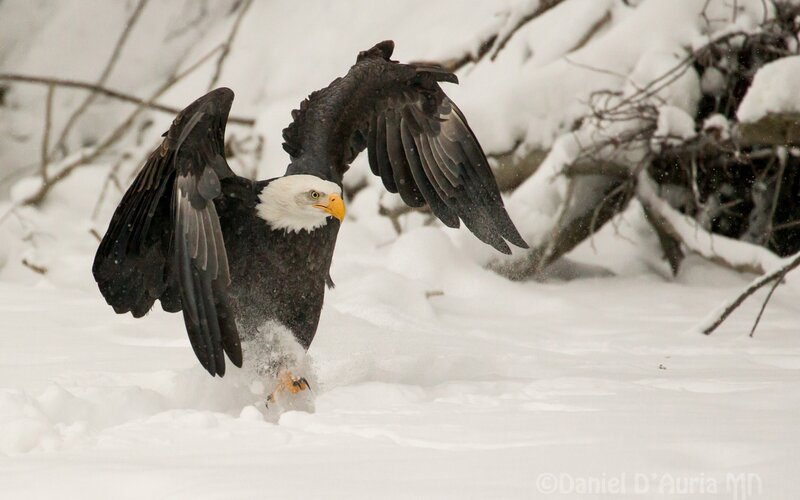 Bald Eagle in Snow — White, Dramatic, Winter, Photograph