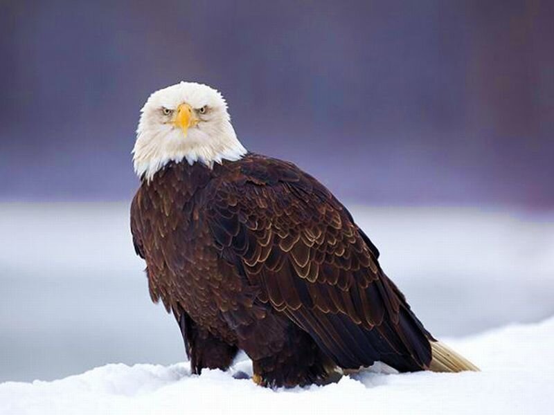 Bald Eagle in Snow — White, Serious