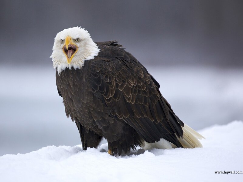 Bald Eagle in Snow — White