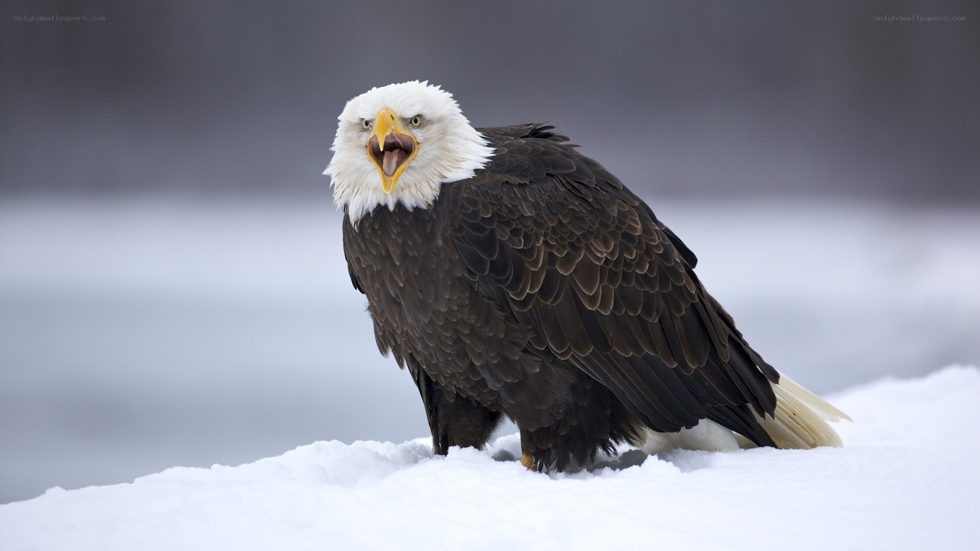 Bald eagle in snow