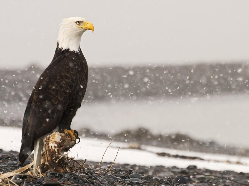 Bald eagle in snowstorm