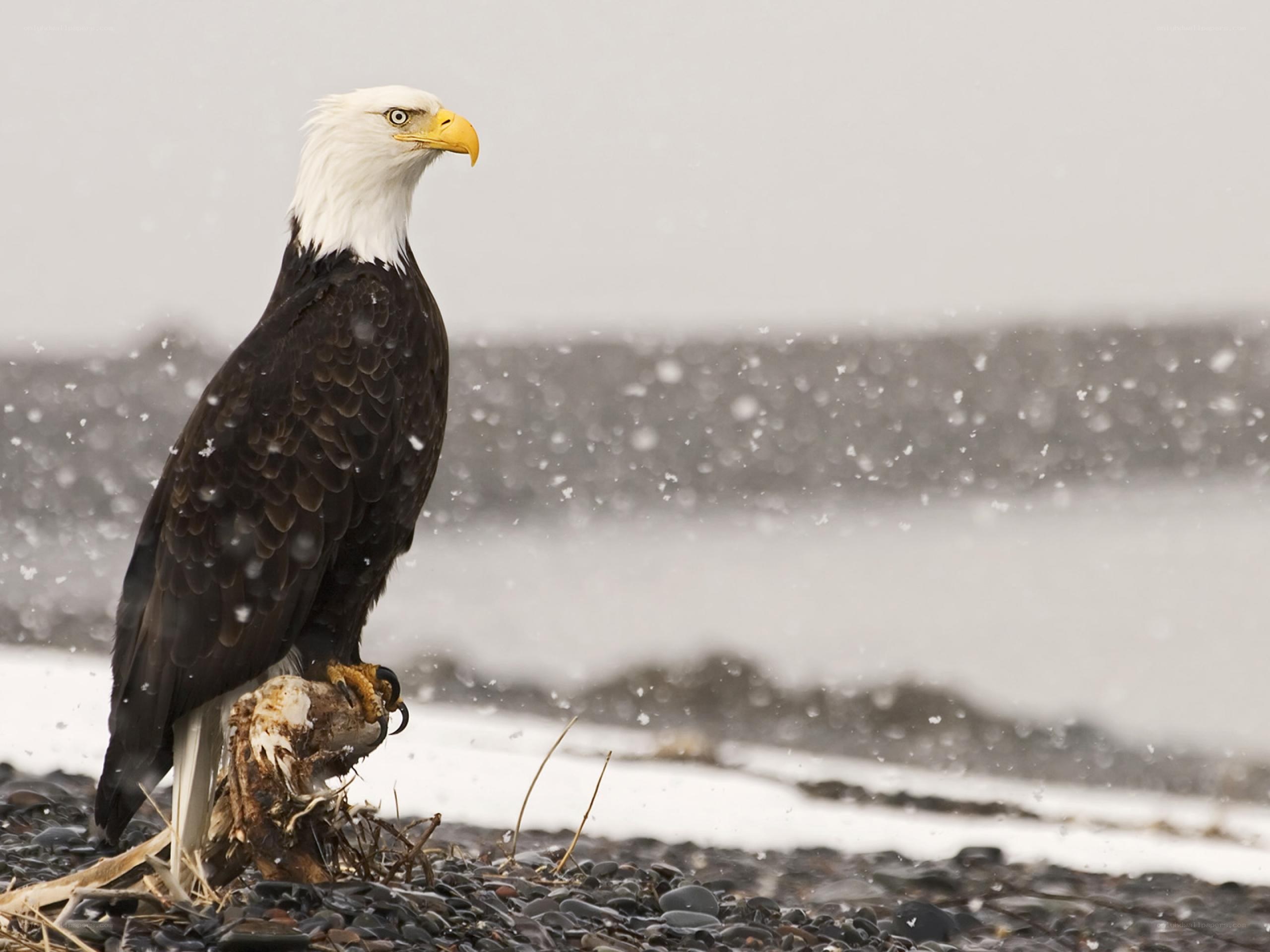 Bald eagle in snowstorm